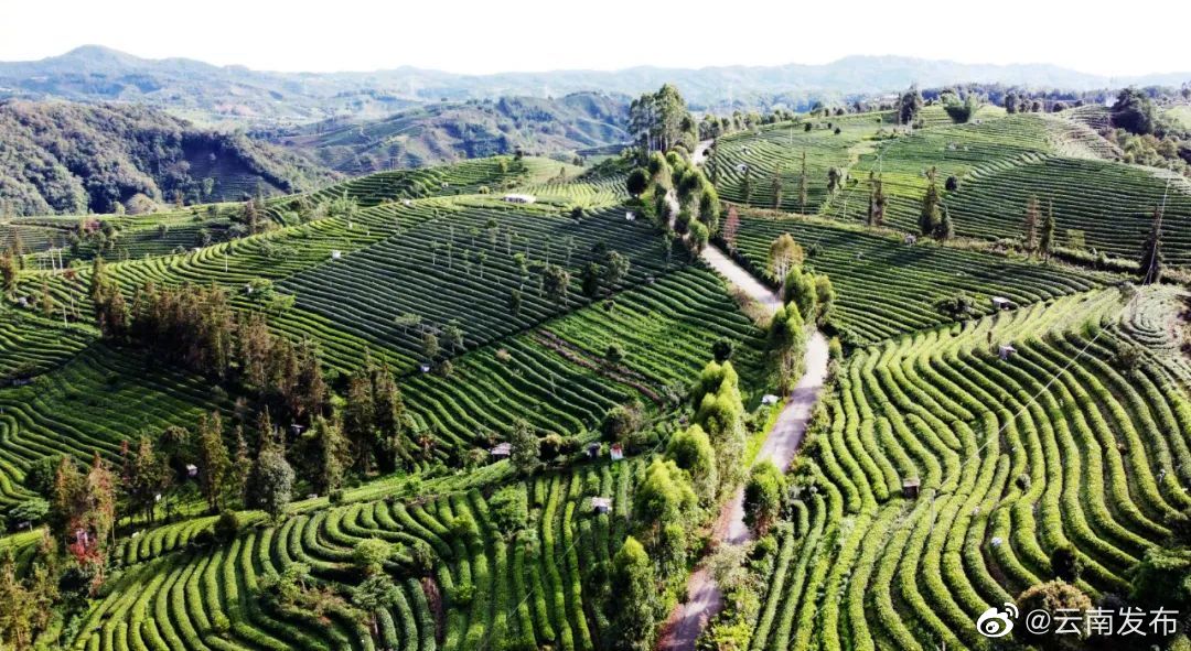 云南将实施《生态普洱茶生产加工技术规程》