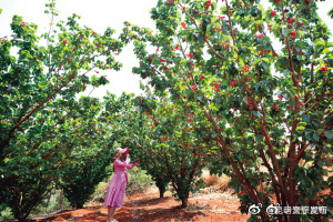 昆明公交开通松茂樱桃采摘专线 每天开行两趟