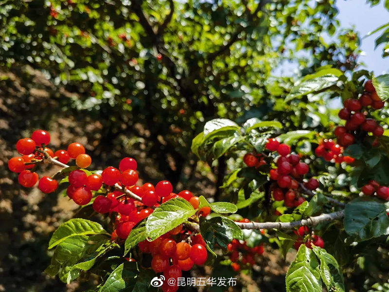 昆明五华发布