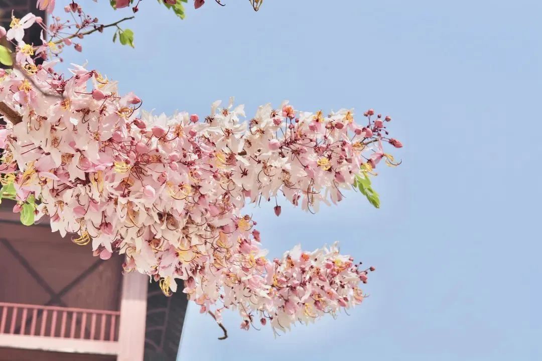 普洱日报