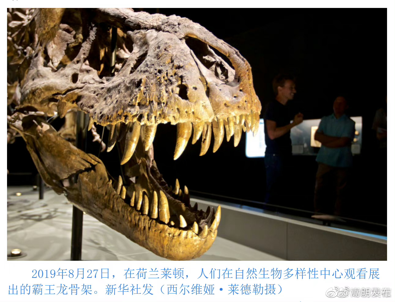 原来霸王龙凶不露齿