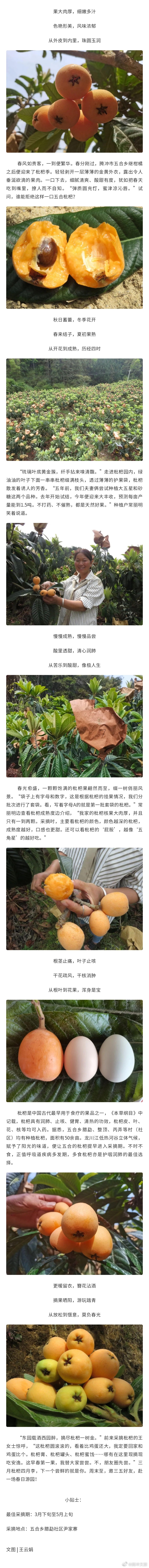 春日第一果，尝鲜正当时