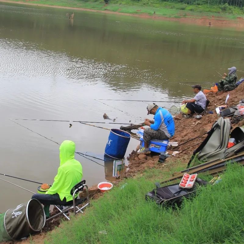 西双版纳望天树景区