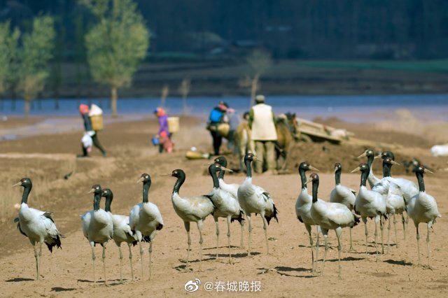 春城晚报