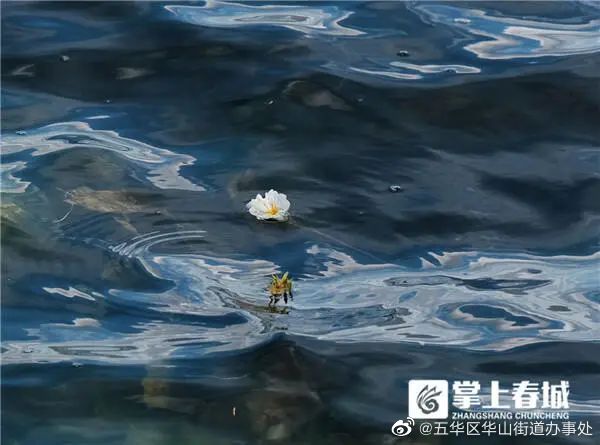 绝美！消失了很多年，它再度现身翠湖！想观赏，要赶紧→