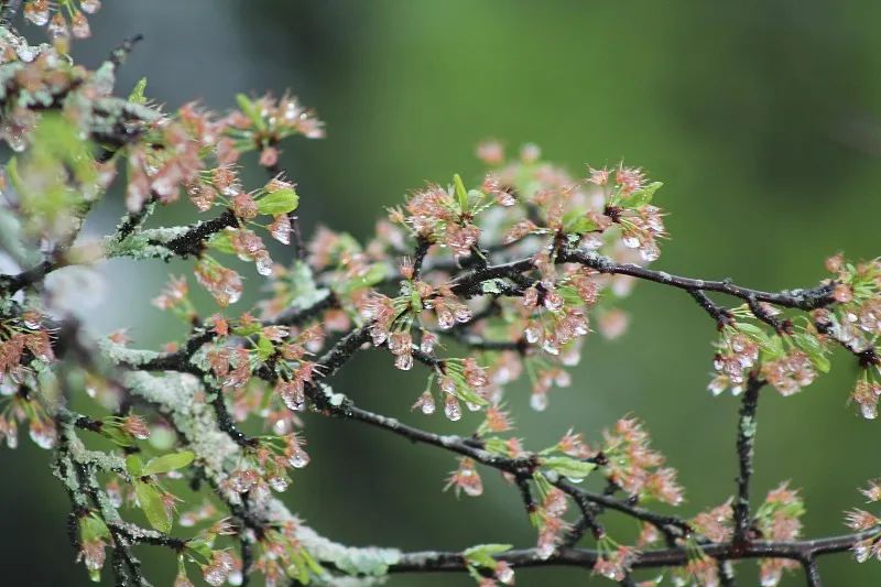 美丽云南微科普