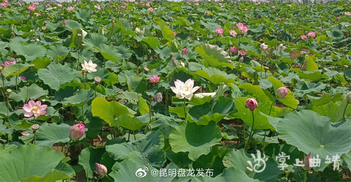 昆明盘龙发布
