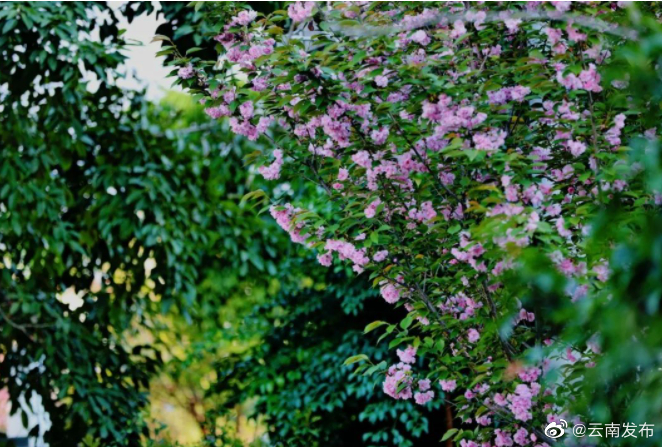 “云南发布”微博