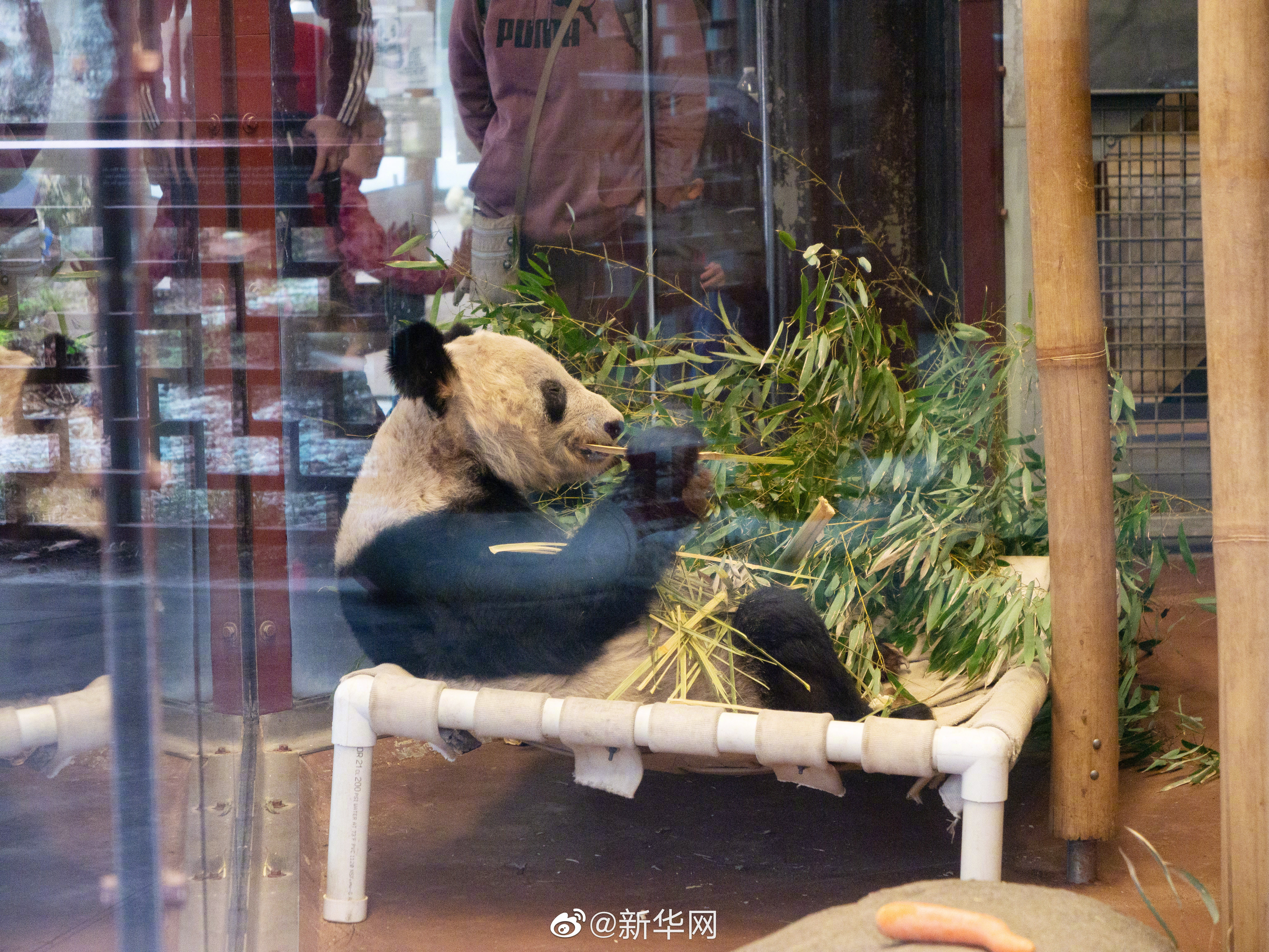 美国孟菲斯动物园为大熊猫“丫丫”举行欢送会