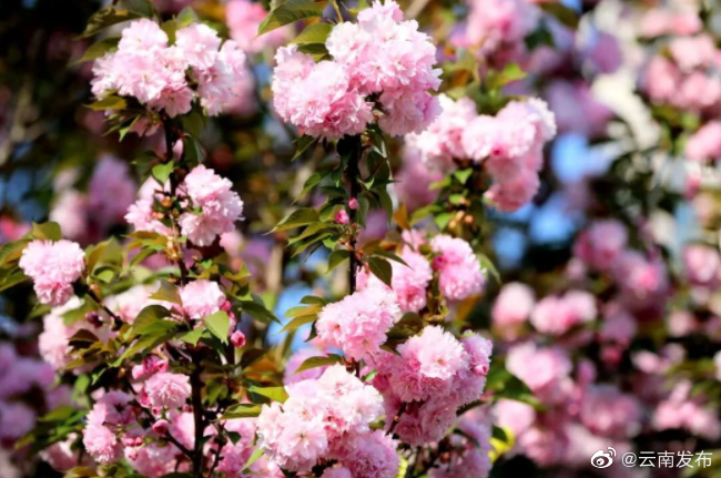 “云南发布”微博