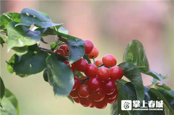 掌上春城