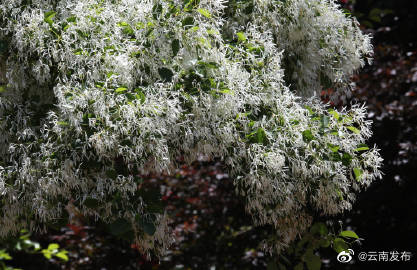 “云南发布”微博