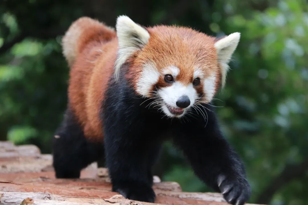 云南野生动物园