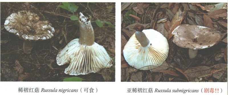 宜良之窗