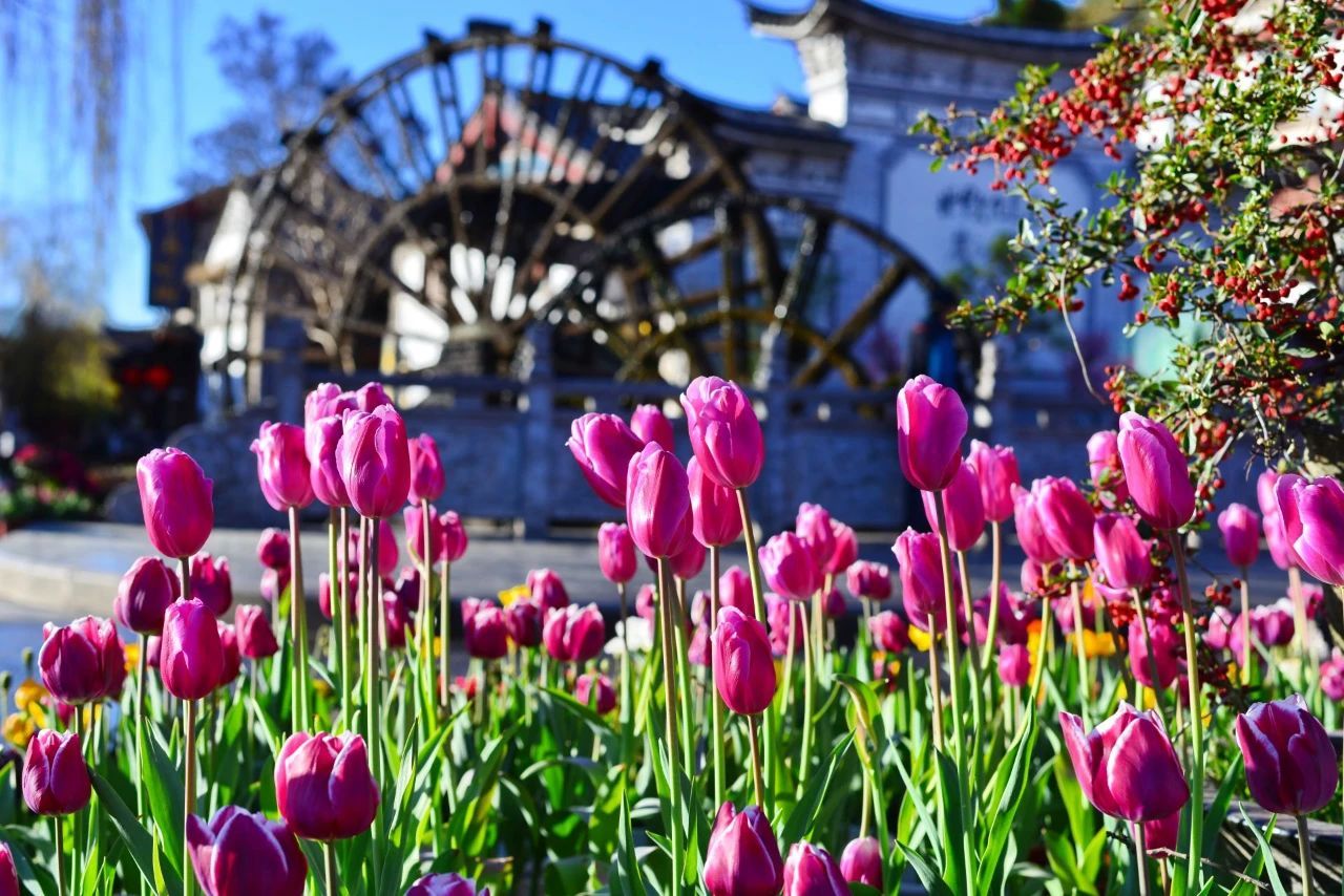 云南省文化和旅游厅