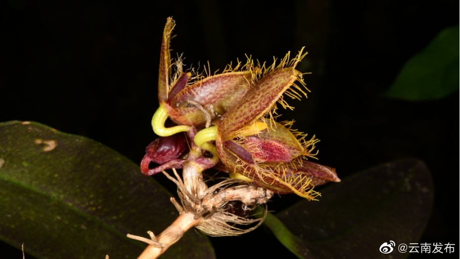 “云南发布”微博