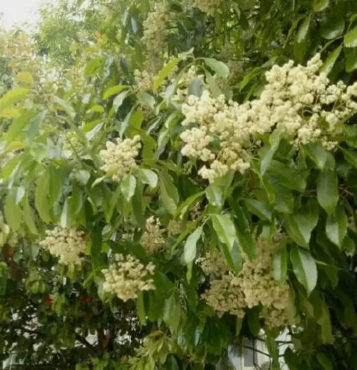 春城晚报