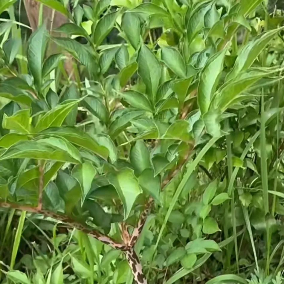 红河日报