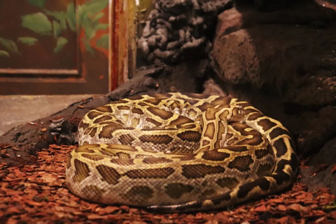 云南野生动物园