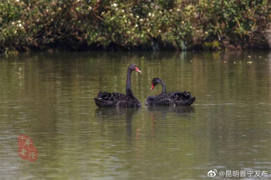 昆明晋宁发布