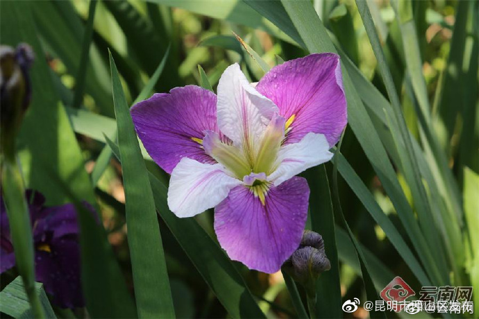 昆明市西山区发布