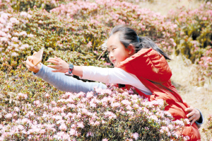 禄劝马鹿塘万亩杜鹃开