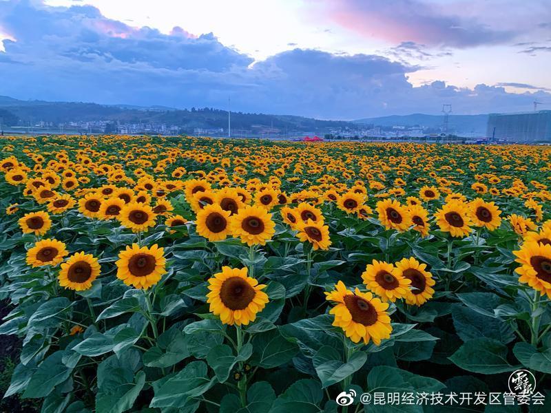 昆明经济技术开发区管委会