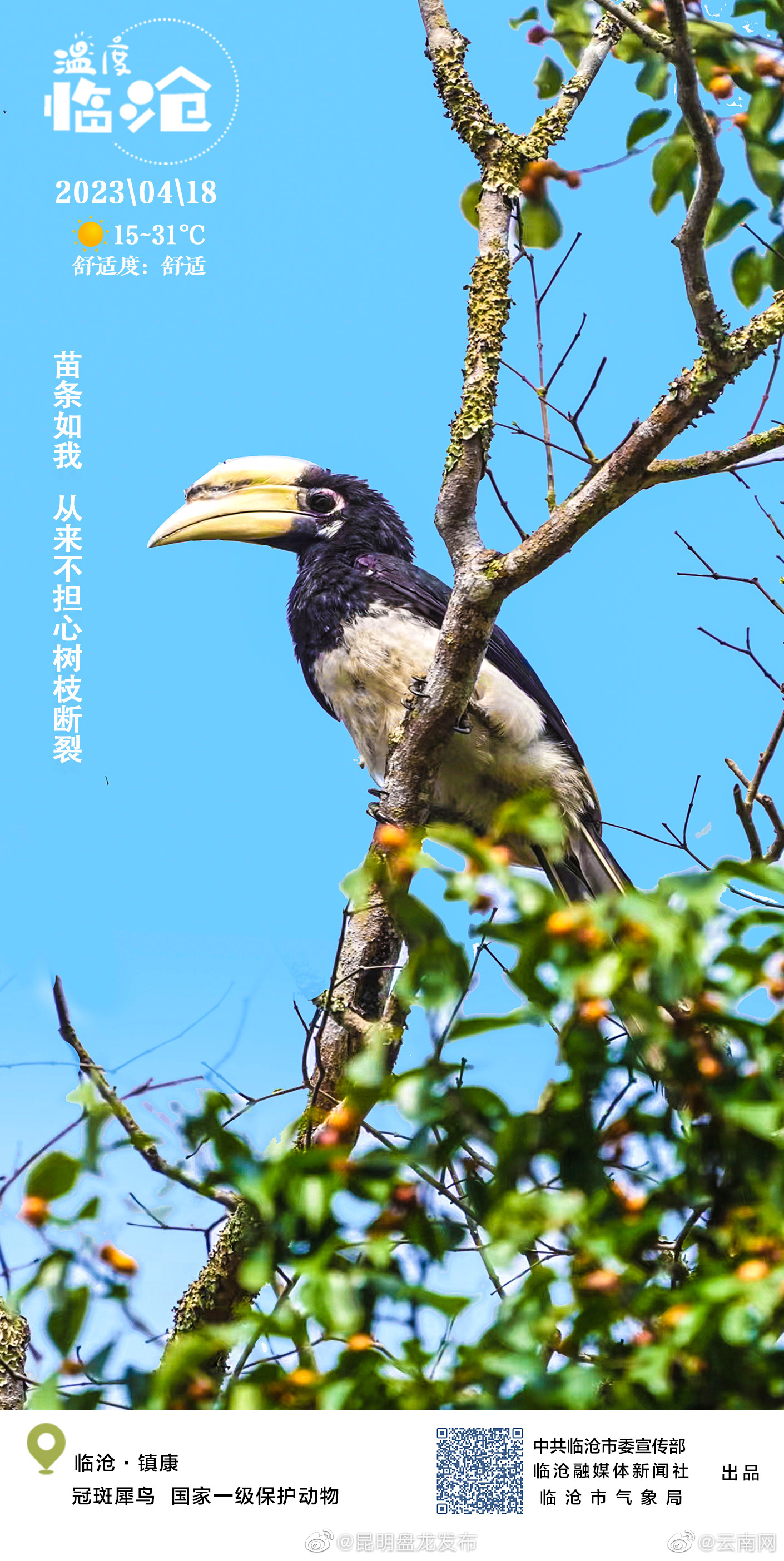 云南网带你游温度临沧——苗条如我，从来不担心树枝断裂