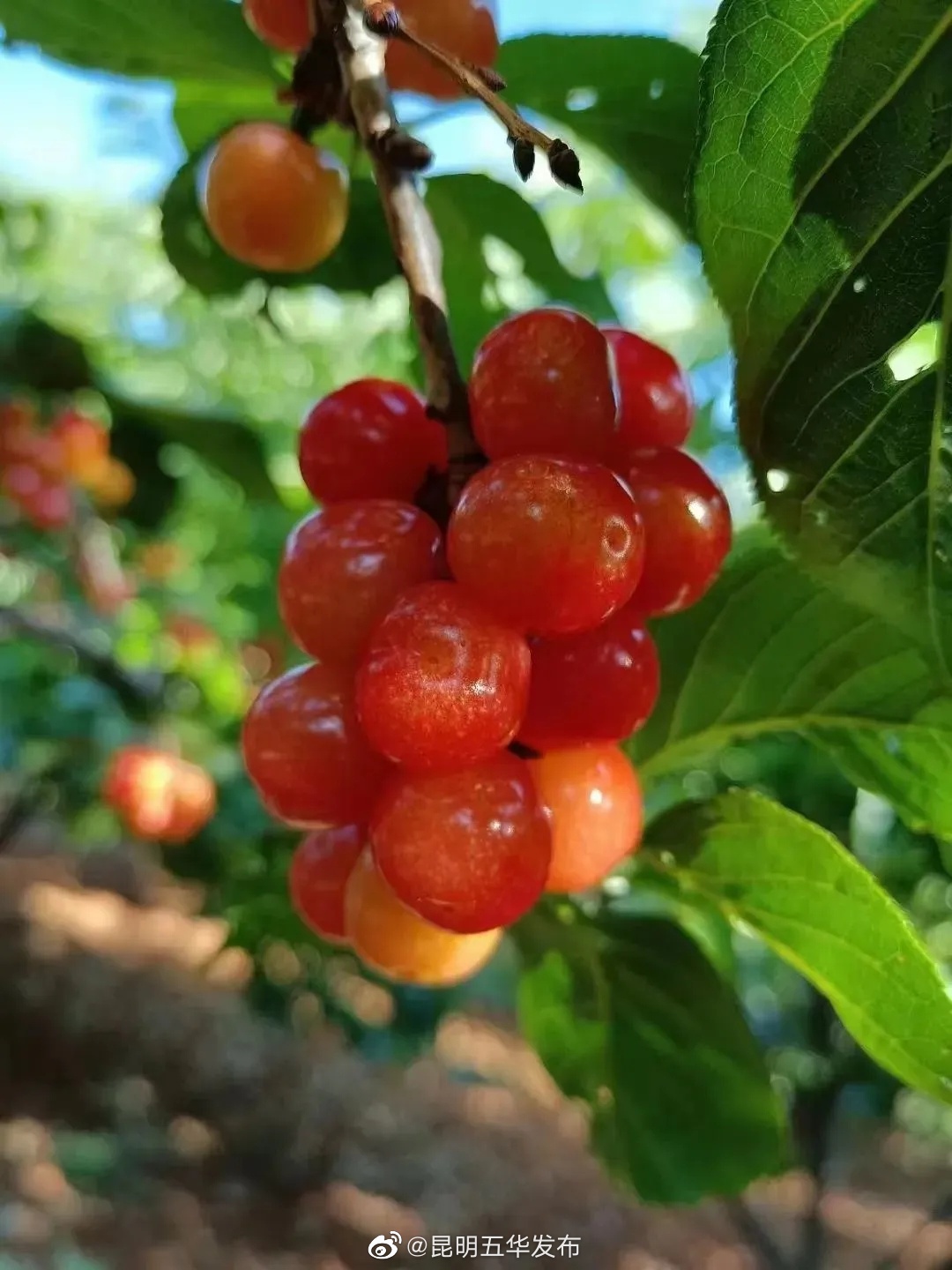 昆明五华发布