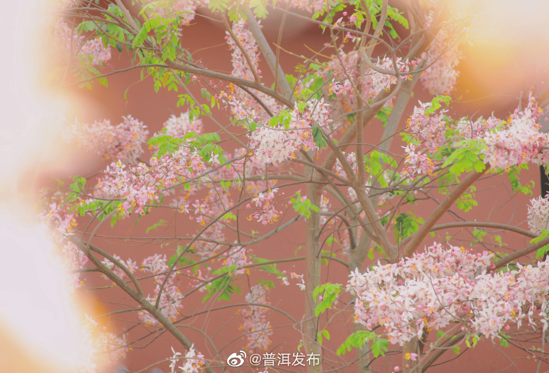 普洱发布