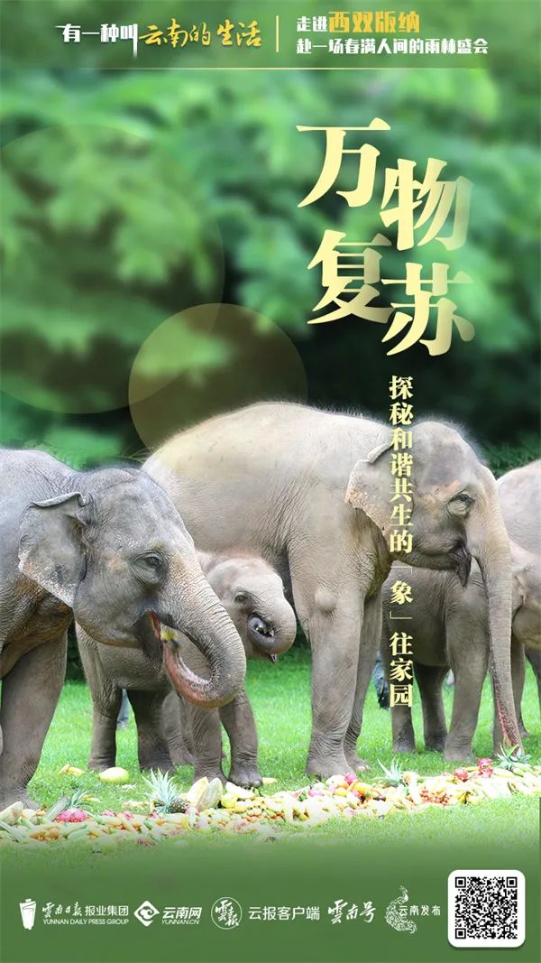 西双版纳先锋