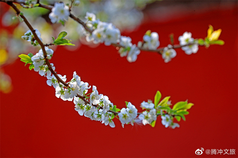 腾冲文旅微博