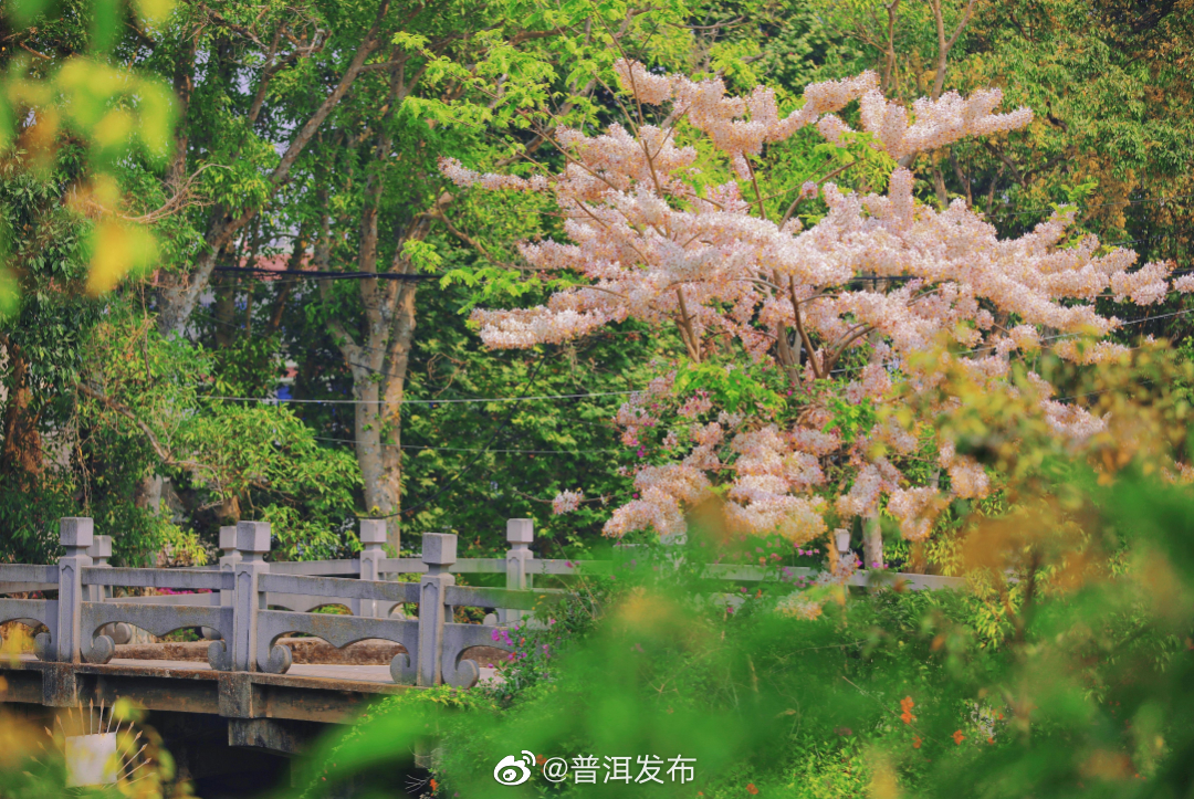 普洱发布