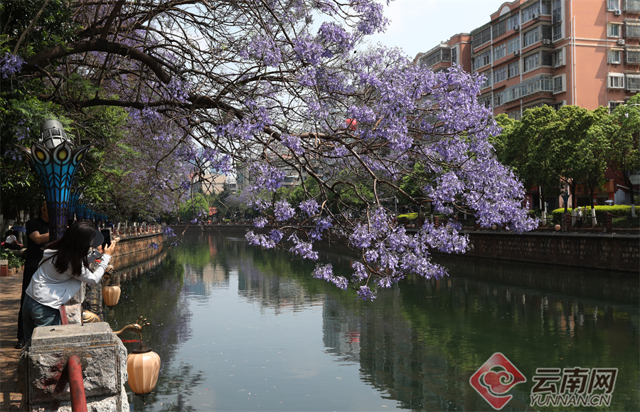 新华网云南频道