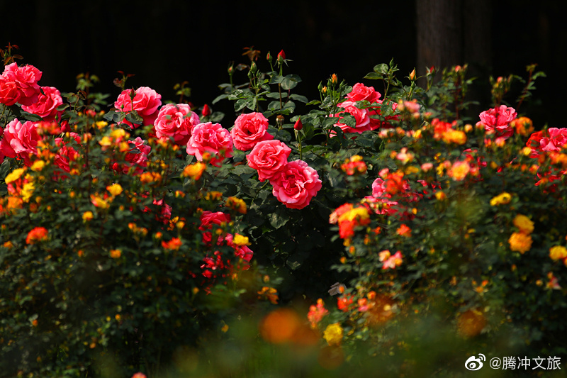 腾冲文旅