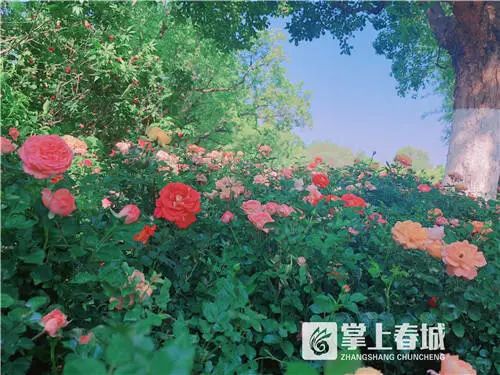 掌上春城