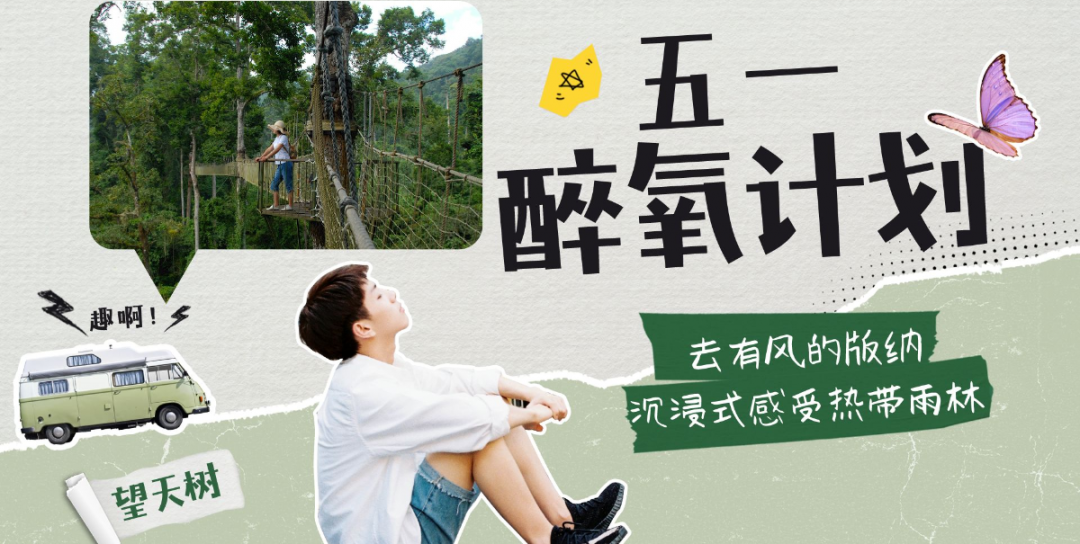 西双版纳望天树景区