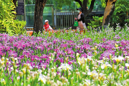 昆明：五彩鸢尾花吸引游客