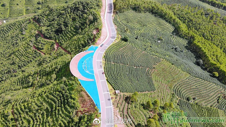 做大做强茶产业 全力助推乡村振兴