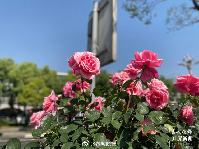 春城晚报