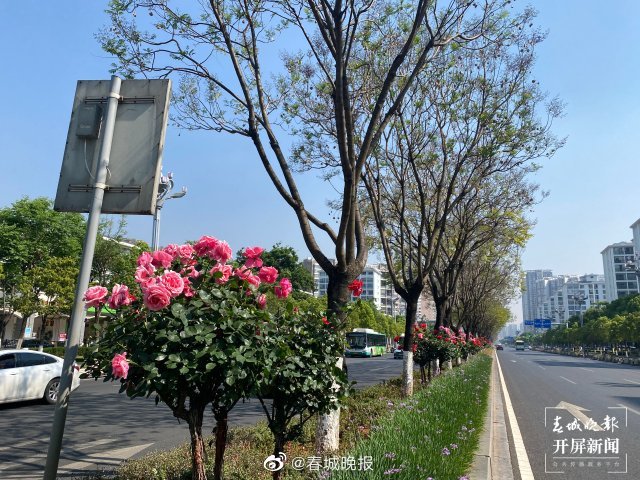 春城晚报