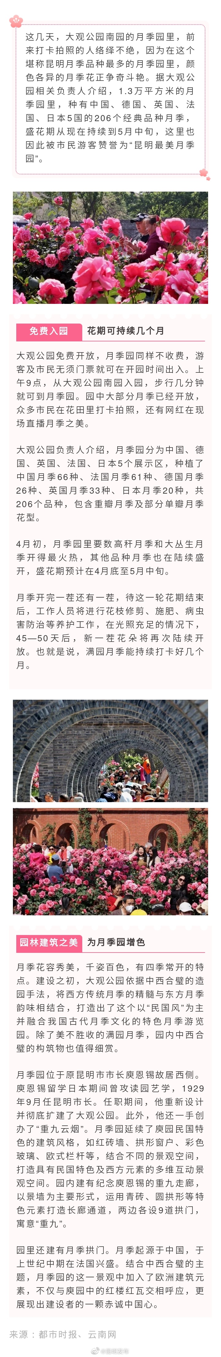 206个品种免费看！快来大观公园赏“昆明最美月季园”
