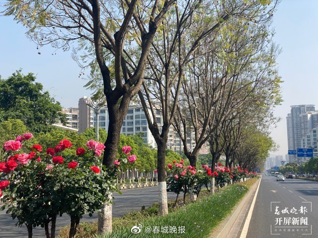 春城晚报