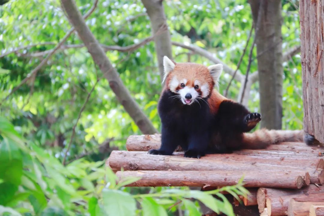 云南野生动物园