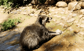 云南野生动物园