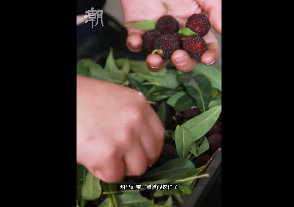 春城晚报