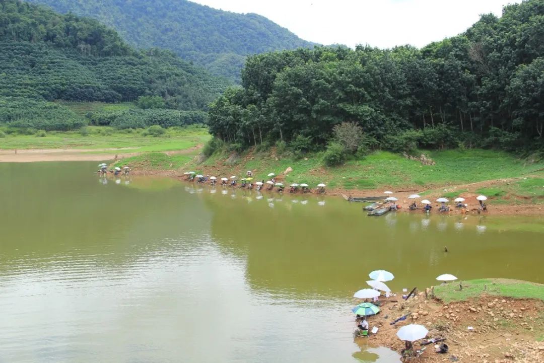 西双版纳望天树景区