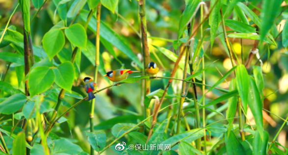 稀罕事儿！摄影师拍摄到银耳相思鸟“照镜子”