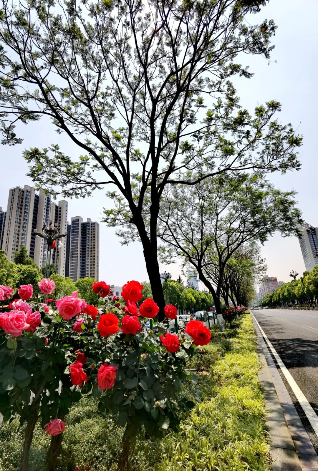 微观盘龙