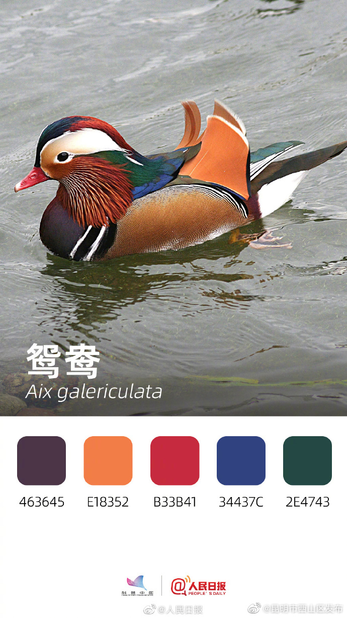 昆明市西山区发布